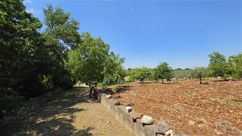 Terreno Agricolo e Ciliegeto a Castellana Grotte